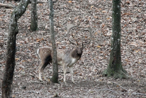 Daino: colorazione del mantello e altro...
