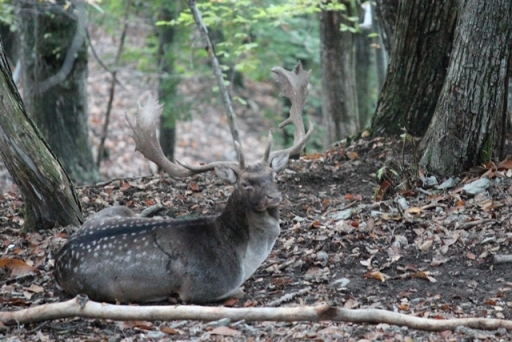 Daino: colorazione del mantello e altro...