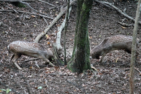 Daino: colorazione del mantello e altro...