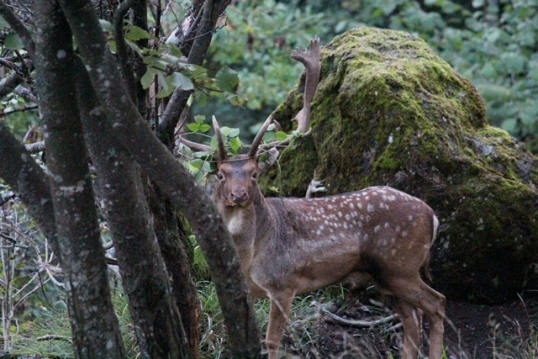 Daino: colorazione del mantello e altro...