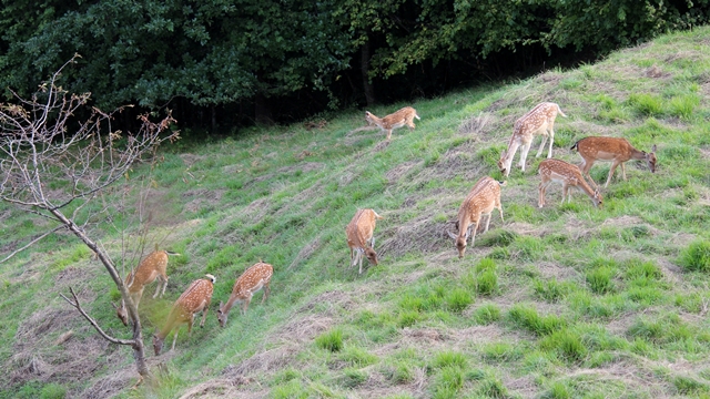 Daino: colorazione del mantello e altro...