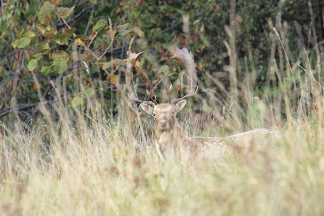 Daino: colorazione del mantello e altro...
