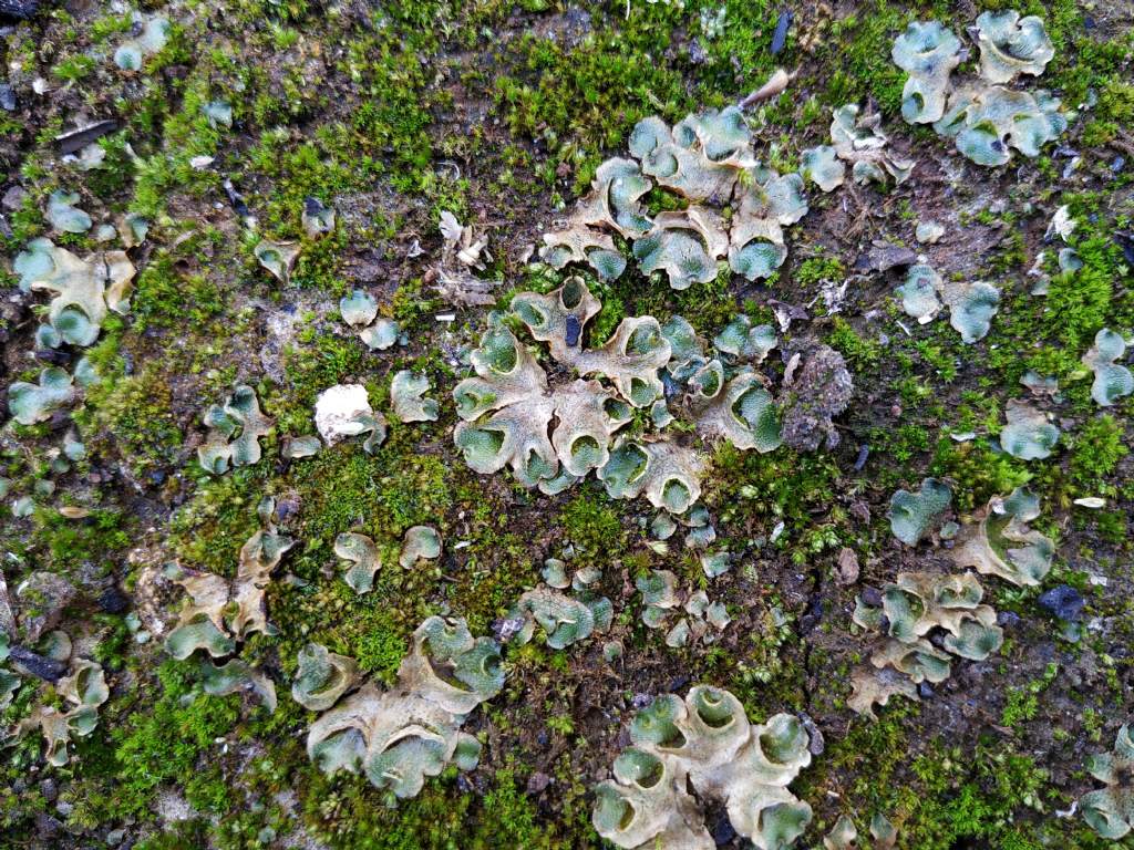 Epatica: Lunularia cruciata