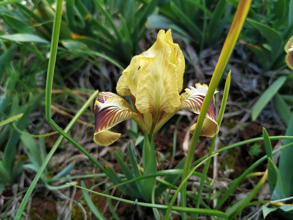 Iris pseudopumila