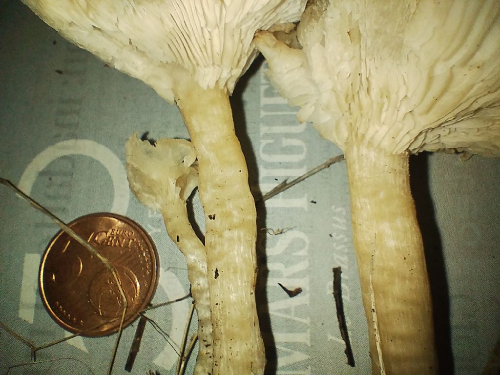 Fungo da determinare