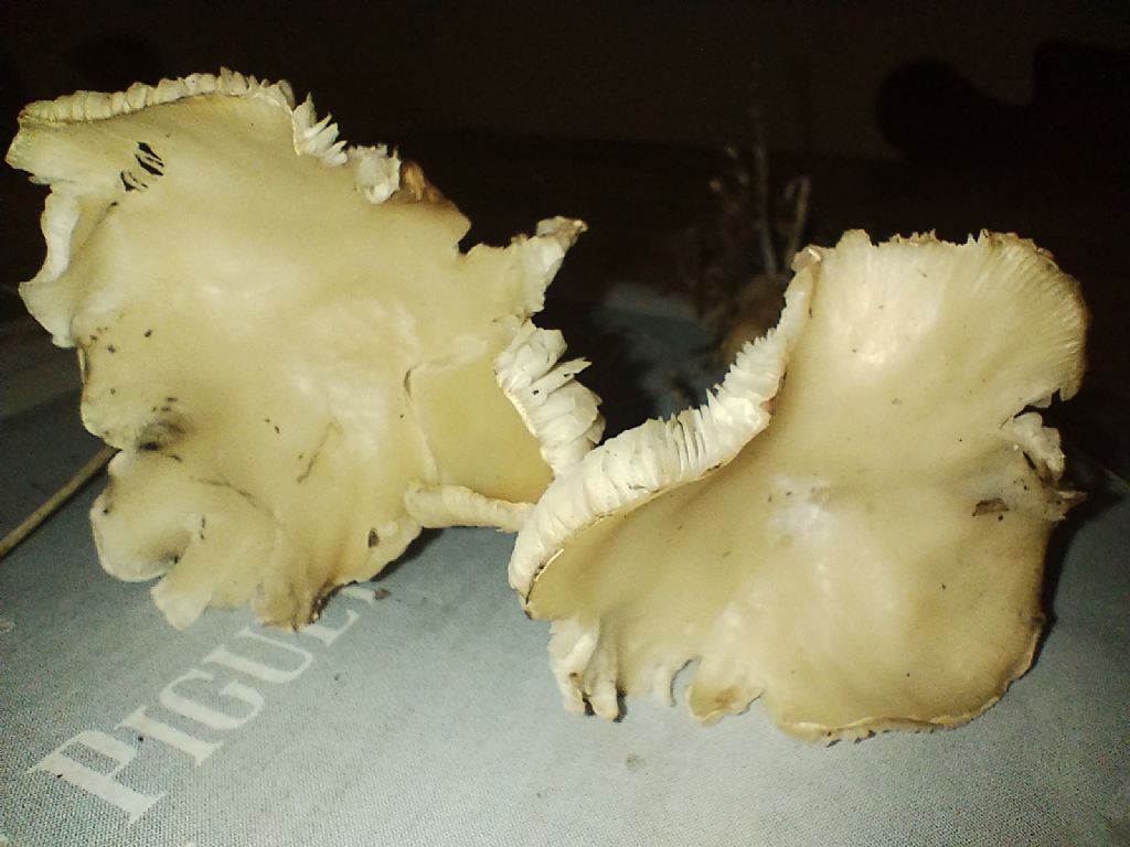 Fungo da determinare