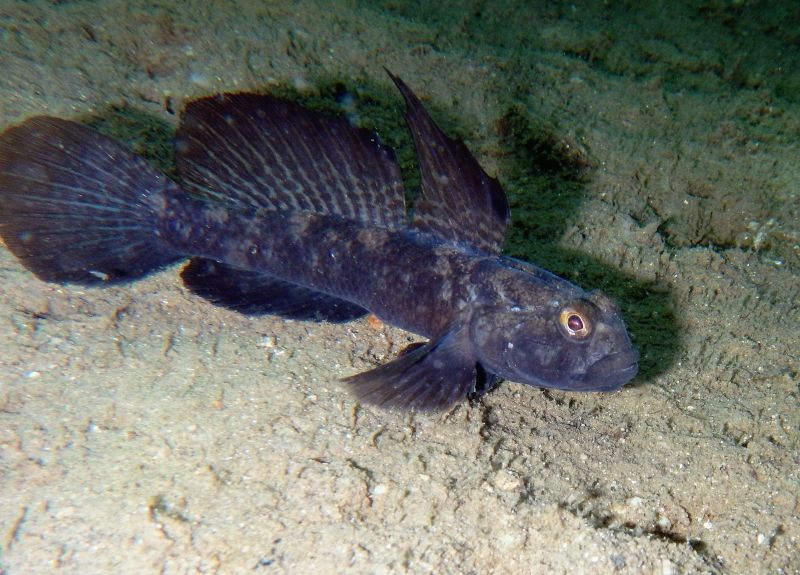 Gobius niger (Krk, Hr)