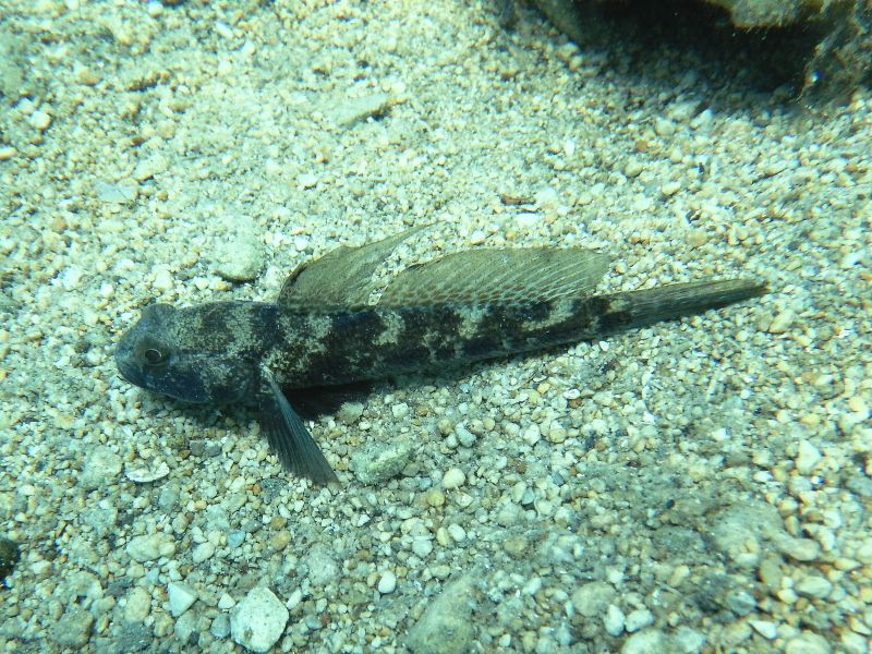 Gobius niger (Krk, Hr)