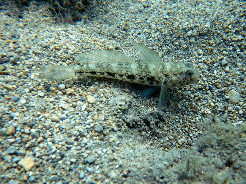 Gobius niger (Krk, Hr)