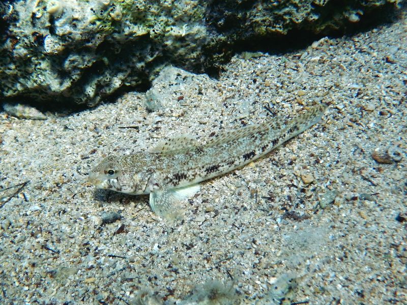 Gobius geniporus (Krk, Hr)