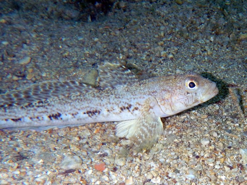 Gobius geniporus (Krk, Hr)