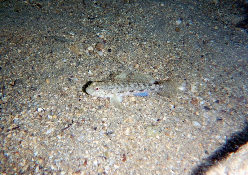 Gobius roulei? (Krk, Hr)