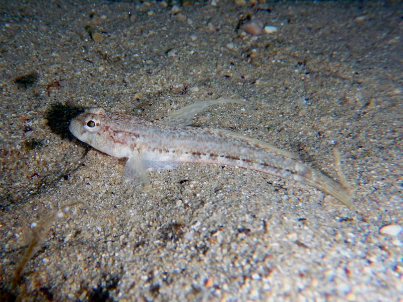 Gobius roulei? (Krk, Hr)