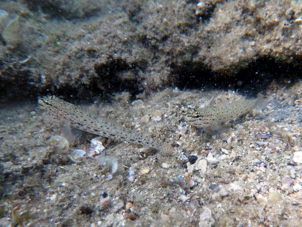 Gobius incognitus AND bucchichi together (Krk, Hr)