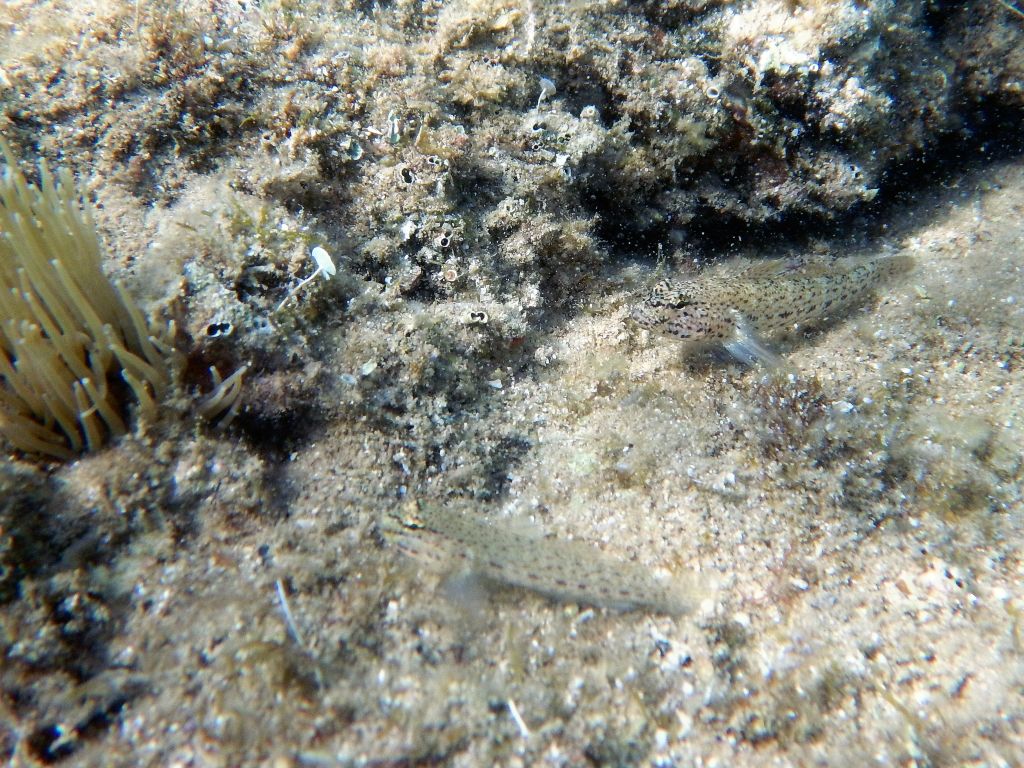 Gobius incognitus AND bucchichi together (Krk, Hr)