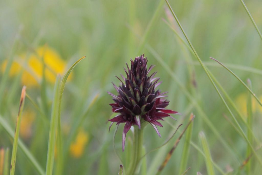 Nigritella particolare