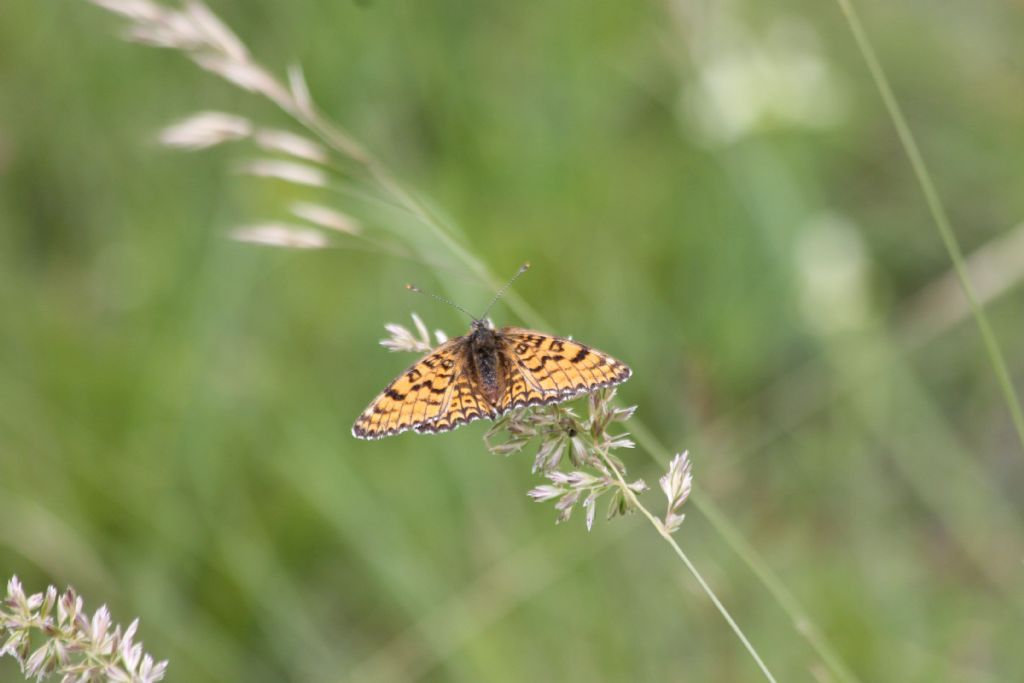 Identificazione - Melitaea cinxia, Nymphalidae