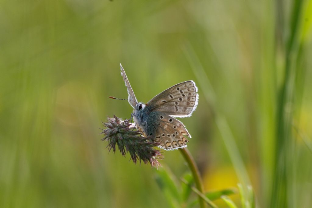 Licenide azzurrissimo da id. - Polyommatus (Polyommatus) icarus