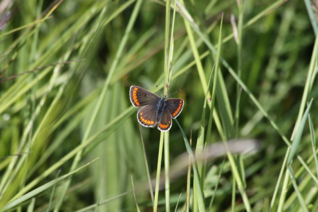Aricia agestis, Lycaenidae