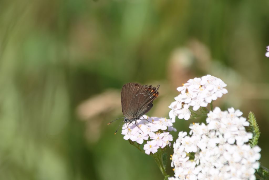 Id Satyrium ilicis