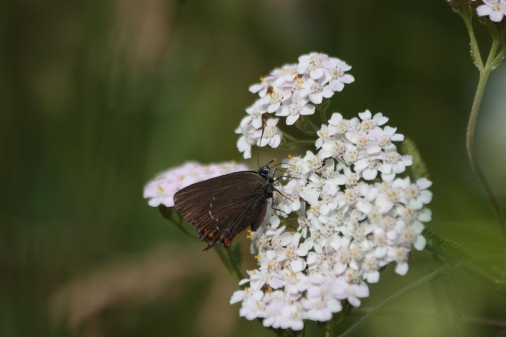 Id Satyrium ilicis