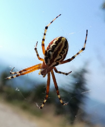 Aculepeira armida - Monte Scalambra (FR)