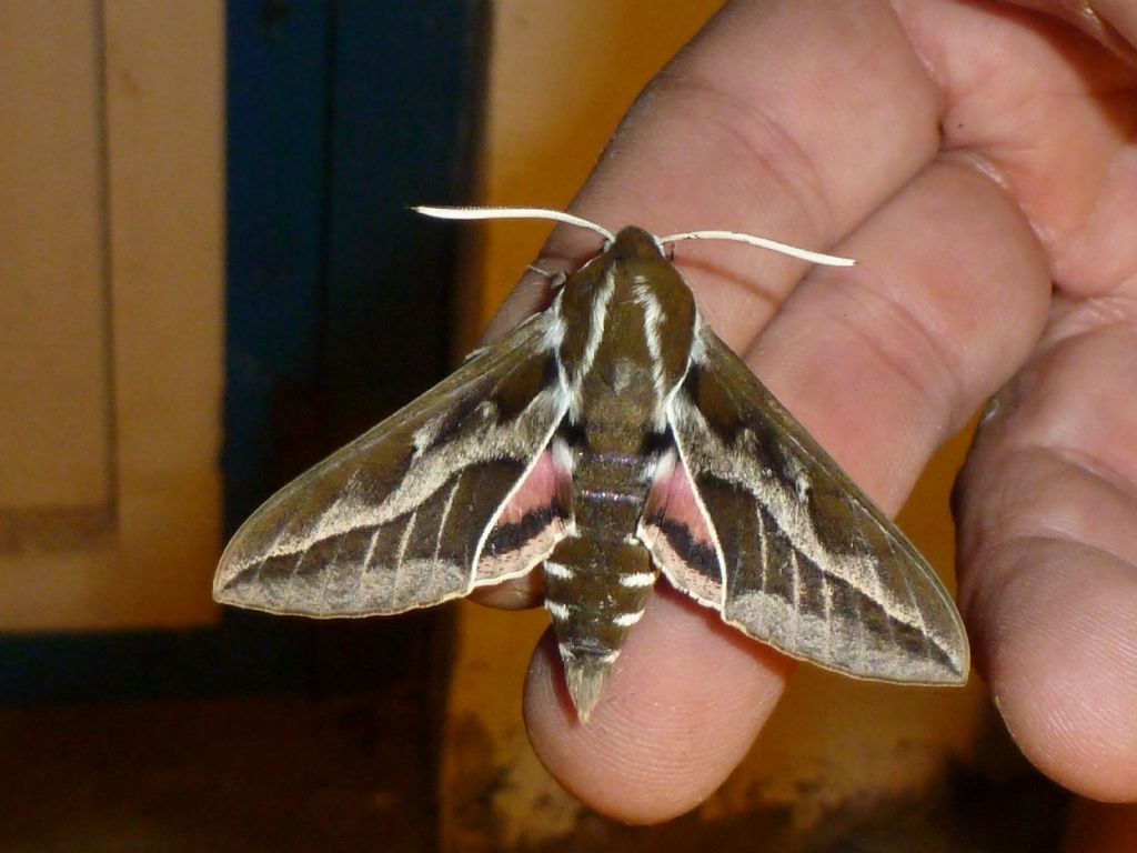 Hyles tithymali phaelipe, Sfinge dell''euforbia canaria