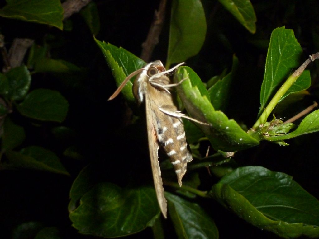 Hyles tithymali phaelipe, Sfinge dell''euforbia canaria