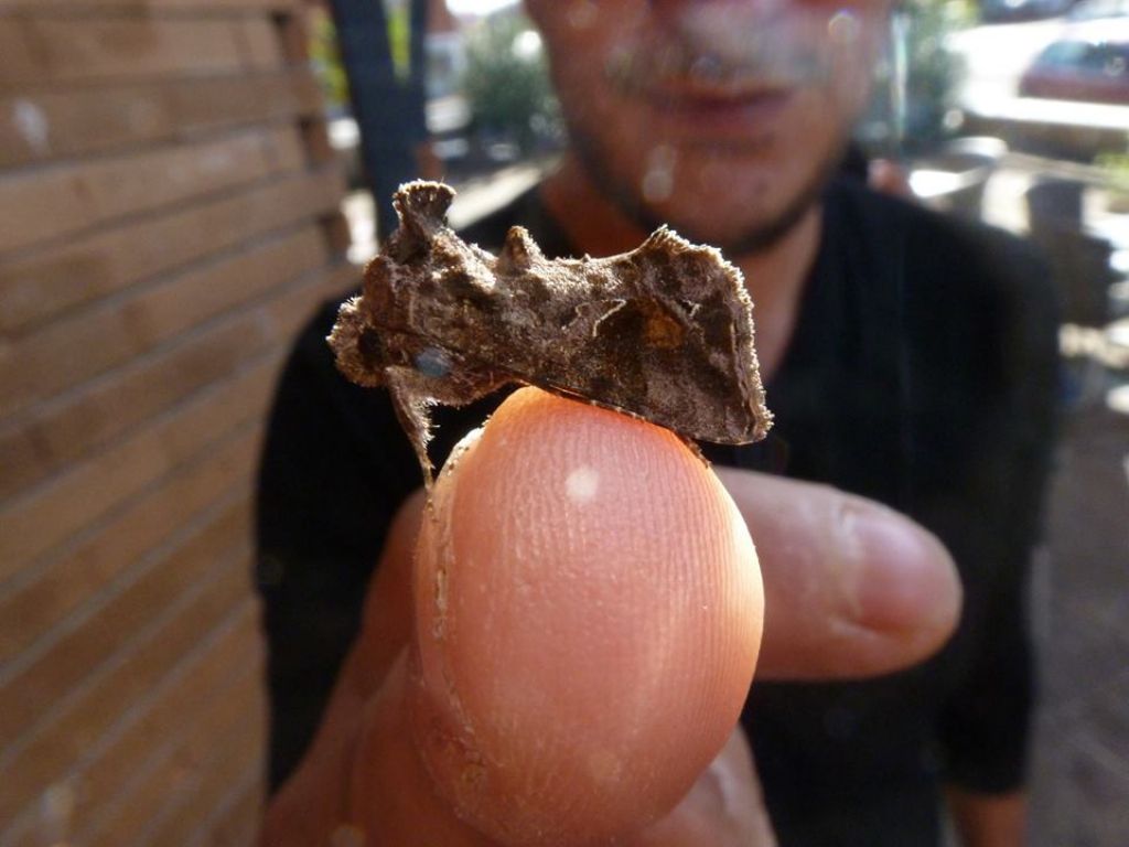 Ctenoplusia accentifera (Noctuidae)