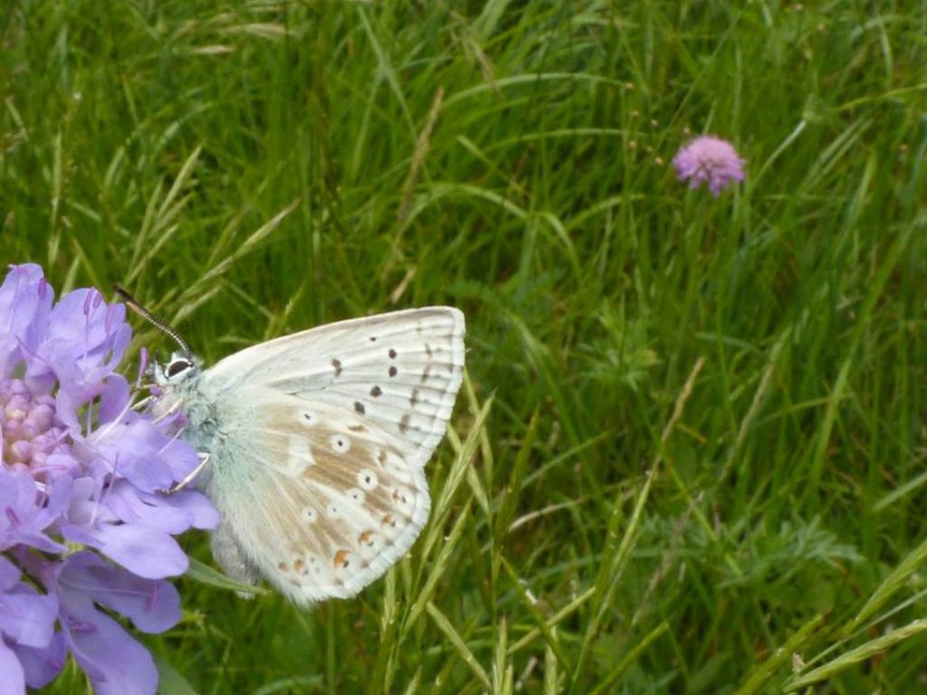 Polyommatus (Lysandra) coridon