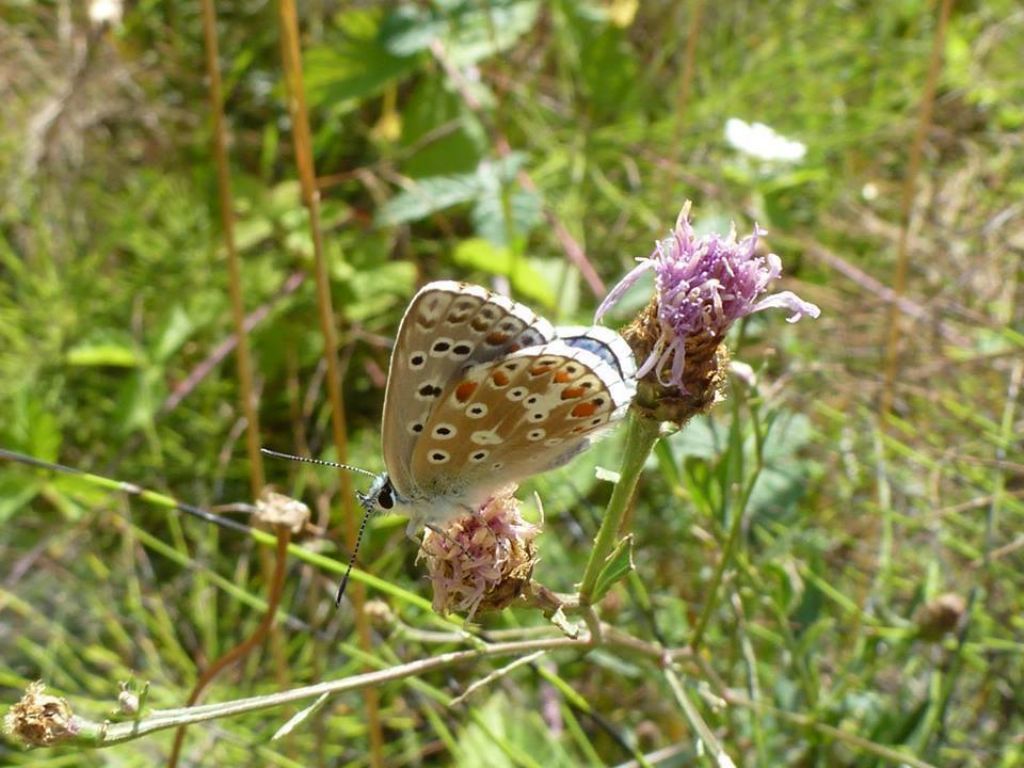 Polyommatus icarus o bellargus? P. icarus, Lycaenidae