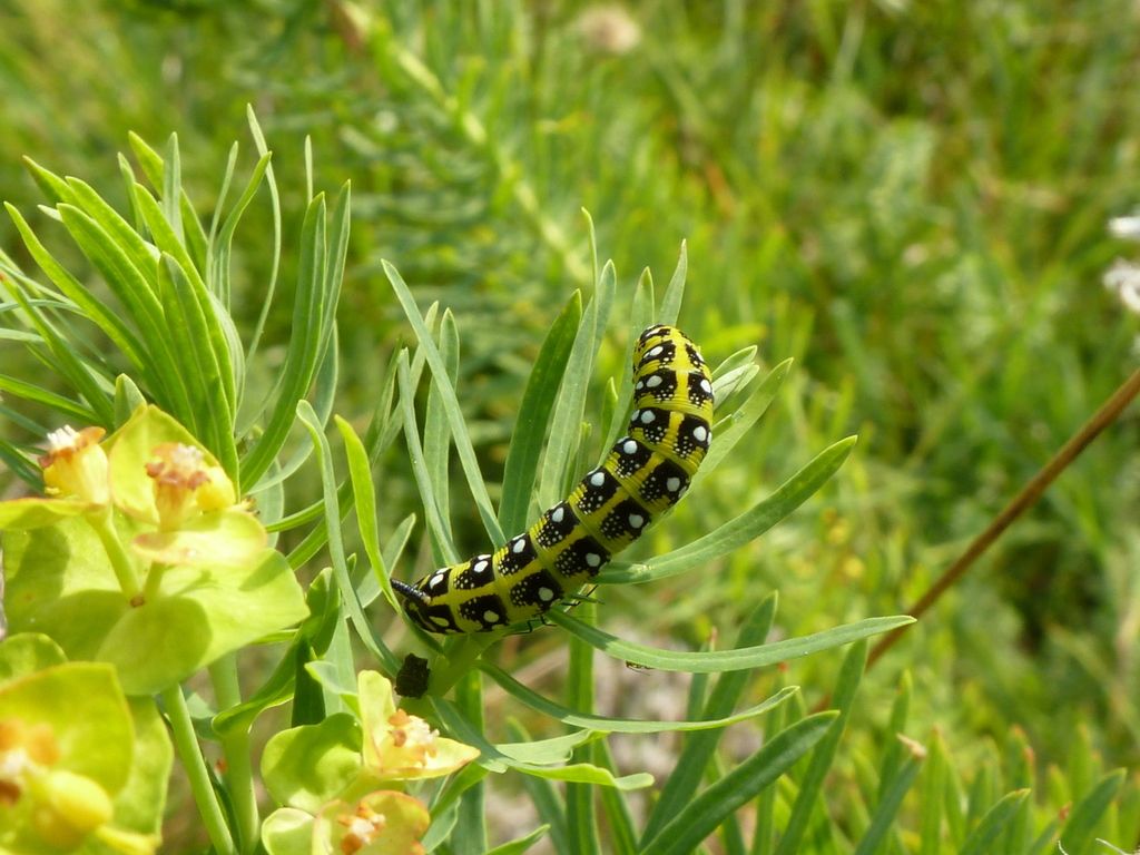 Hyles euphorbiae on the beach