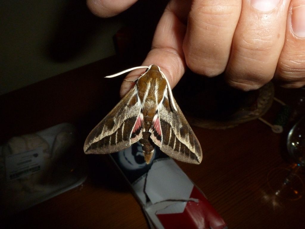Hyles euphorbiae on the beach
