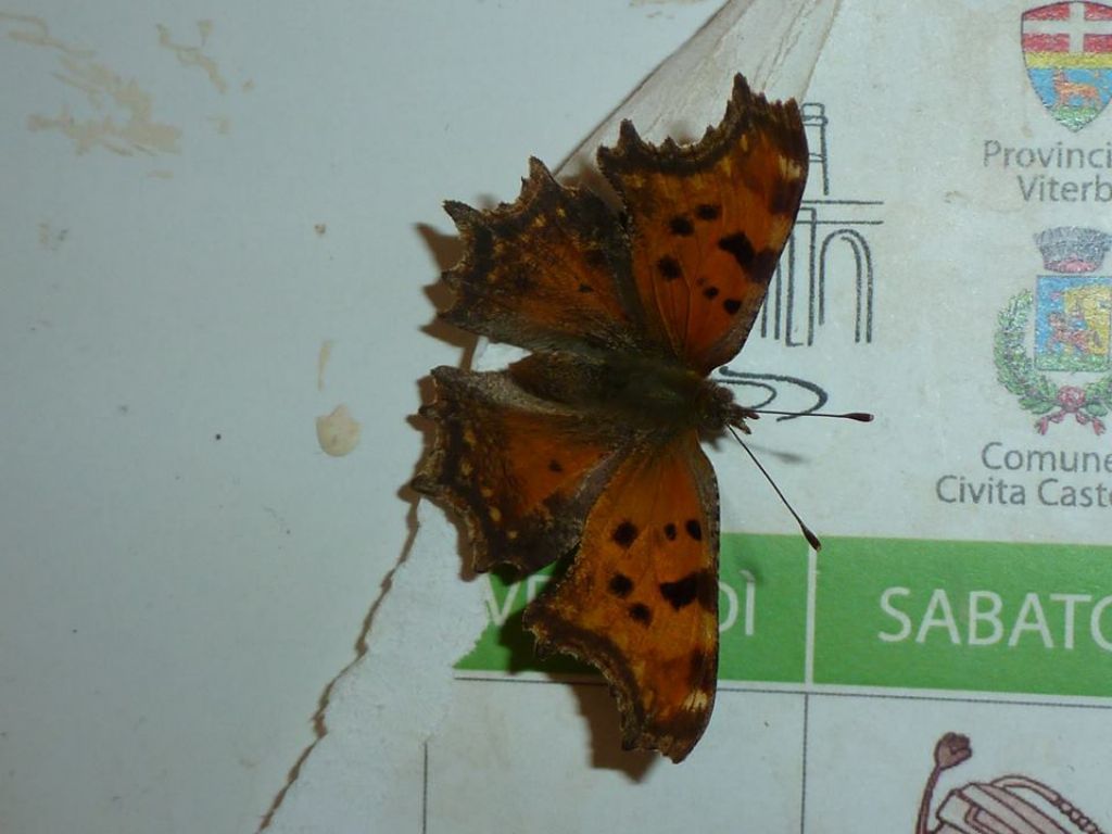 Polygonia egea al bar