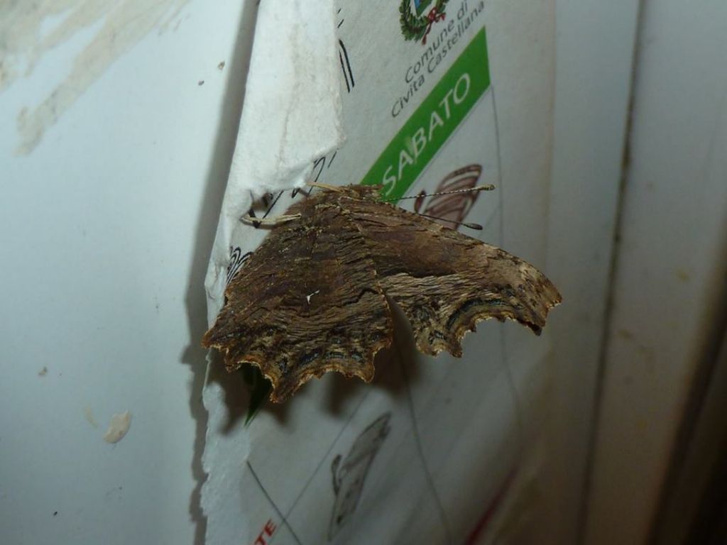 Polygonia egea al bar