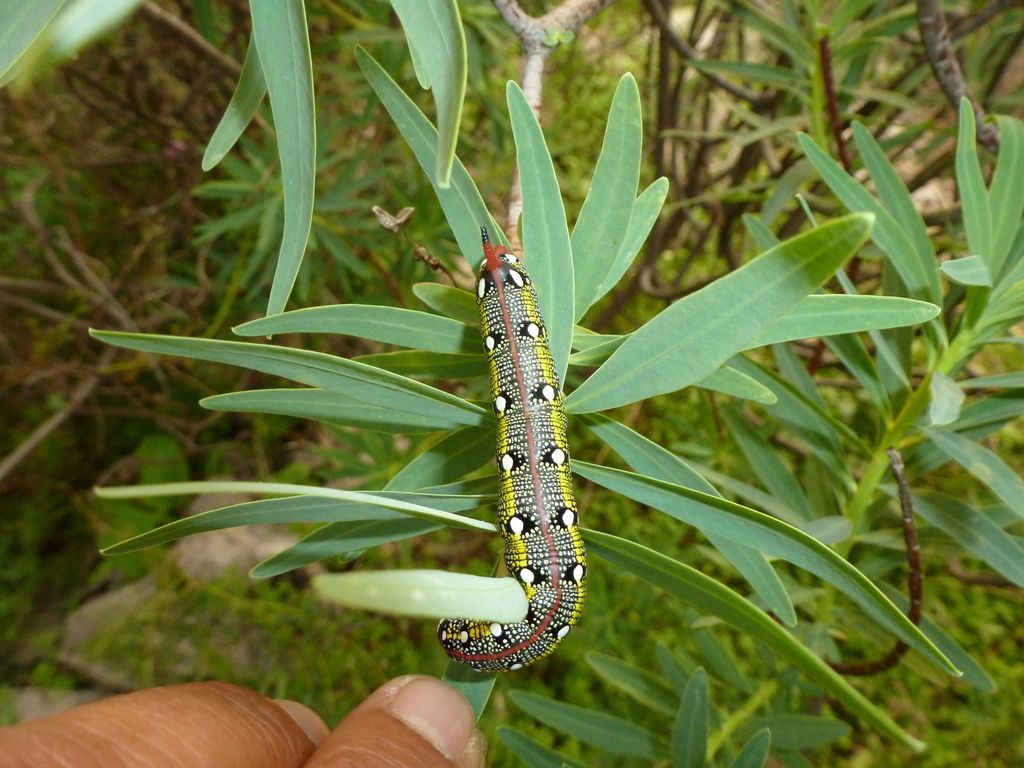 Hyles euphorbiae on the beach