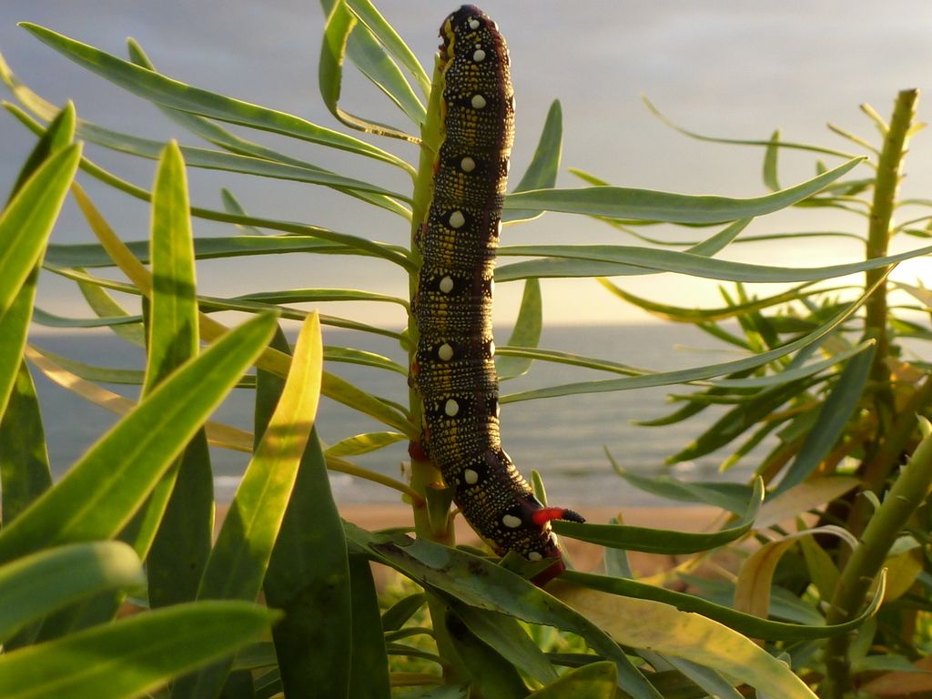 Hyles euphorbiae on the beach