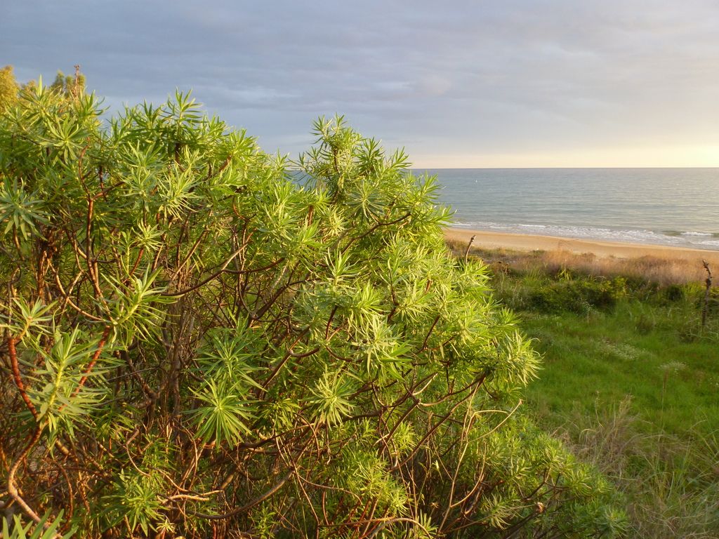 Hyles euphorbiae on the beach