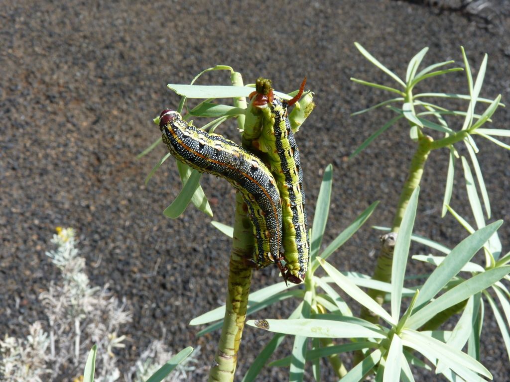 Hyles euphorbiae on the beach
