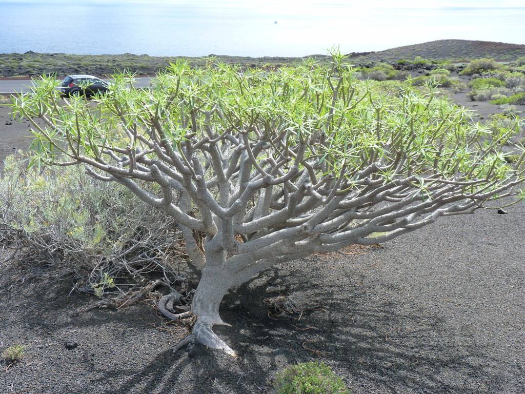 Hyles euphorbiae on the beach