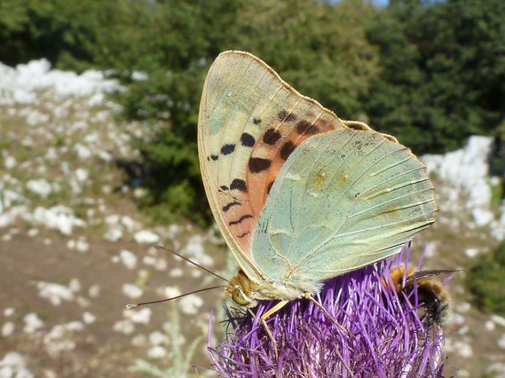 Argynnis pandora dal sud del Lazio