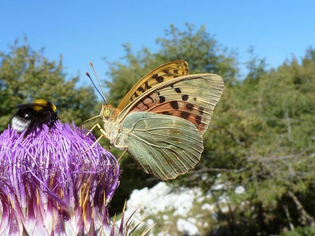 Argynnis pandora dal sud del Lazio