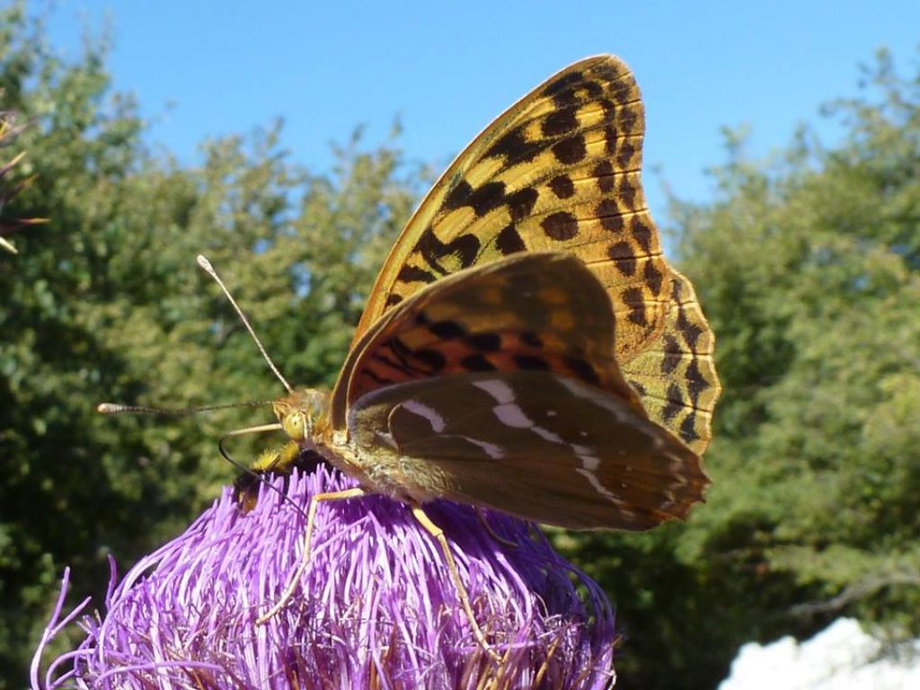 Argynnis pandora dal sud del Lazio