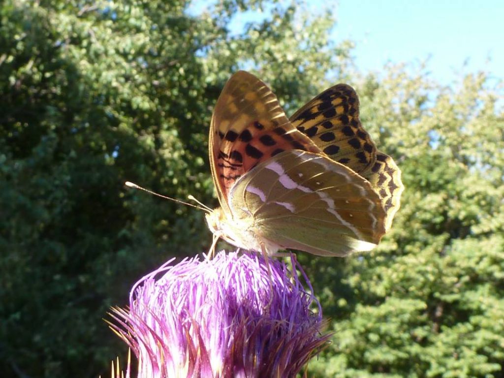 Argynnis pandora dal sud del Lazio