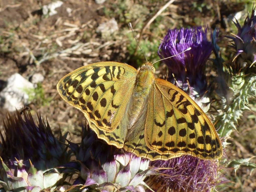 Argynnis pandora dal sud del Lazio