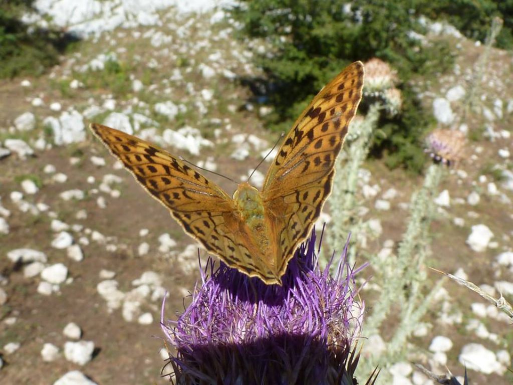 Argynnis pandora dal sud del Lazio
