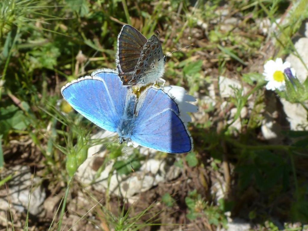 M e F  : foto di coppia