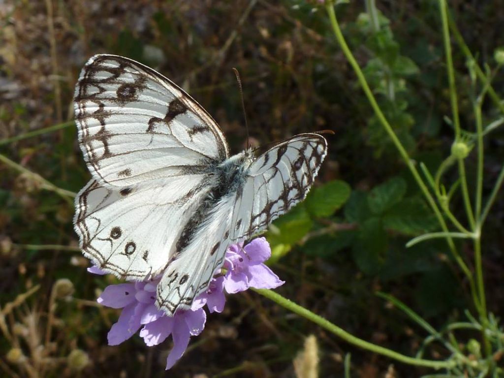 Melanargia arge del Soratte