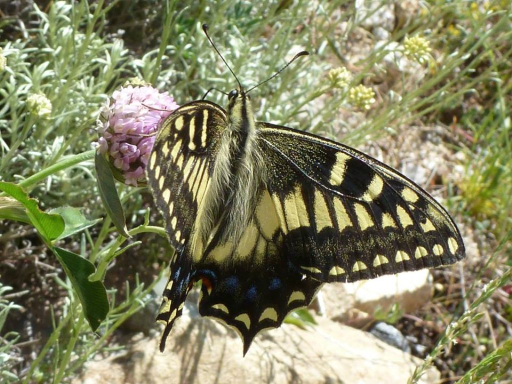 Due endemismi sardo-corsi, dalla Corsica