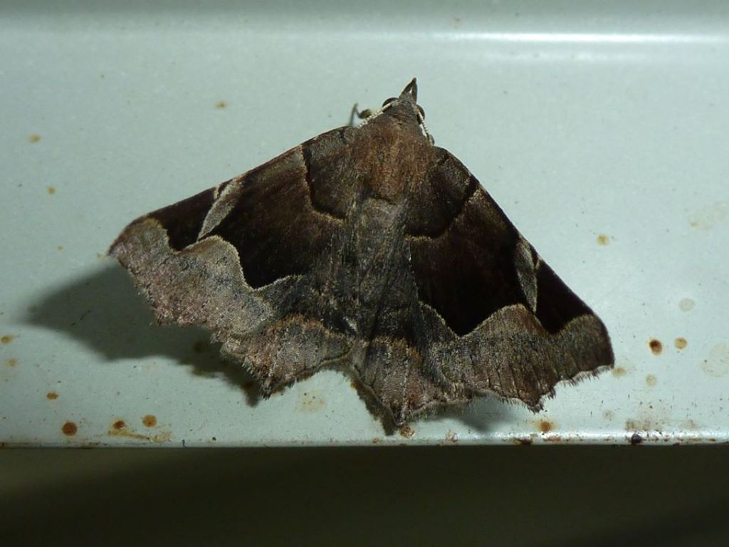 Altre farfalle dalla Corsica